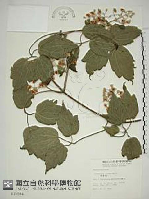 串鼻龍藏品圖，第1張