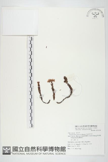 玉山佛甲草藏品圖，第1張