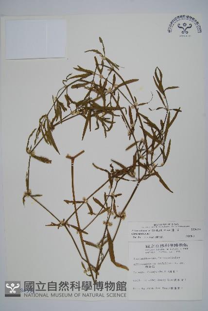 蓮子草藏品圖，第1張