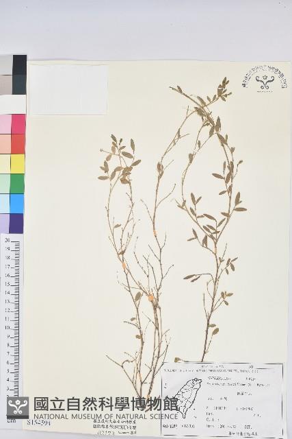 假葉下珠藏品圖，第1張