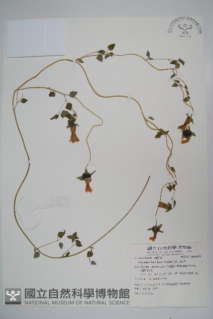 玉山山奶草藏品圖，第1張