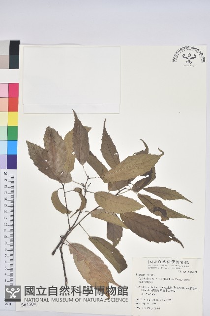 青剛櫟、鐵椆藏品圖，第1張