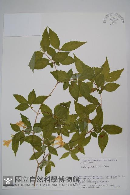 登錄號:S074594藏品圖，第1張