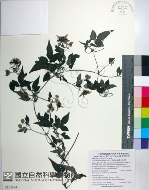 勝任鐵線蓮藏品圖，第1張