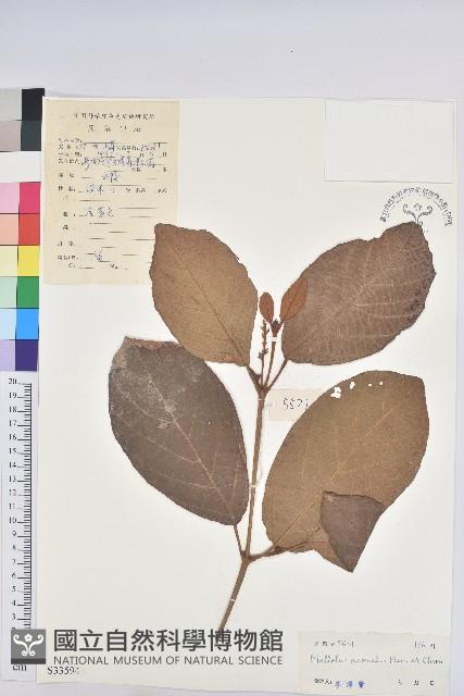 登錄號:S033594藏品圖，第1張