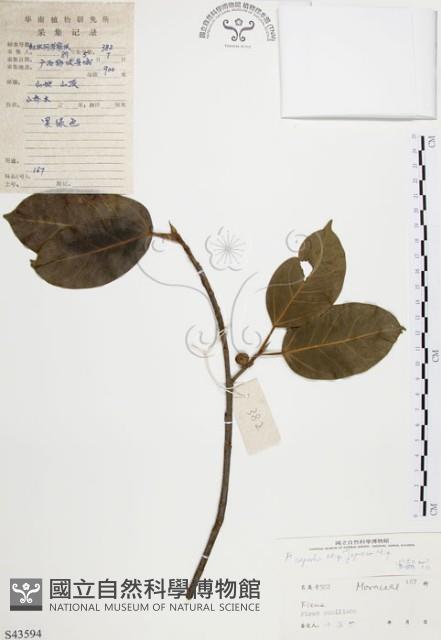 雀榕藏品圖，第1張