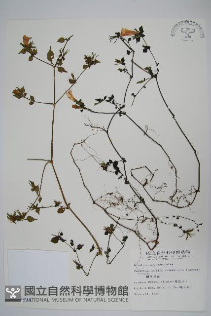 翅柄馬藍藏品圖，第1張