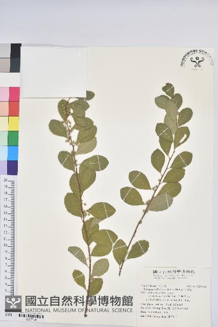 白飯樹藏品圖，第1張