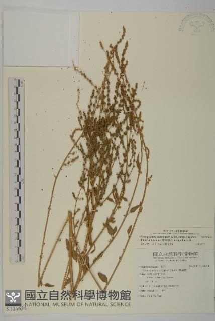 Accession Number:S106634 Collection Image, Figure 1, Total 2 Figures