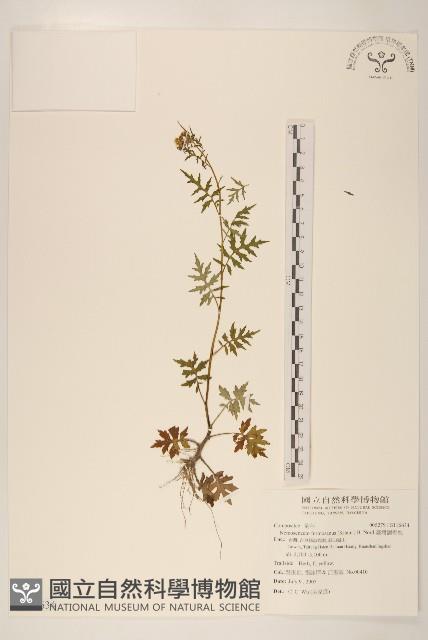 臺灣劉寄奴藏品圖，第1張