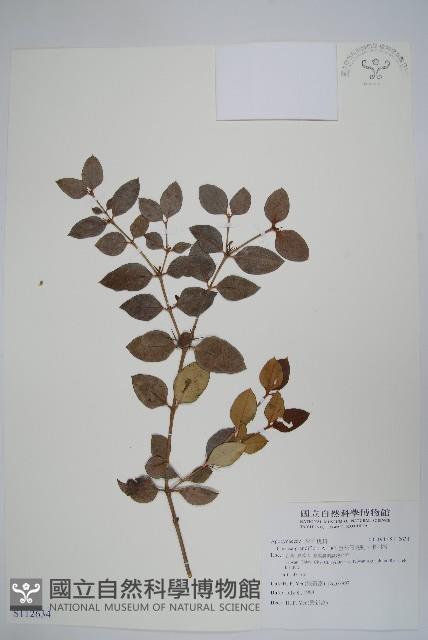 巨花假虎刺、卡利撒藏品圖，第1張