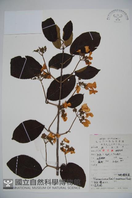 蝴蠂莢迷藏品圖，第1張