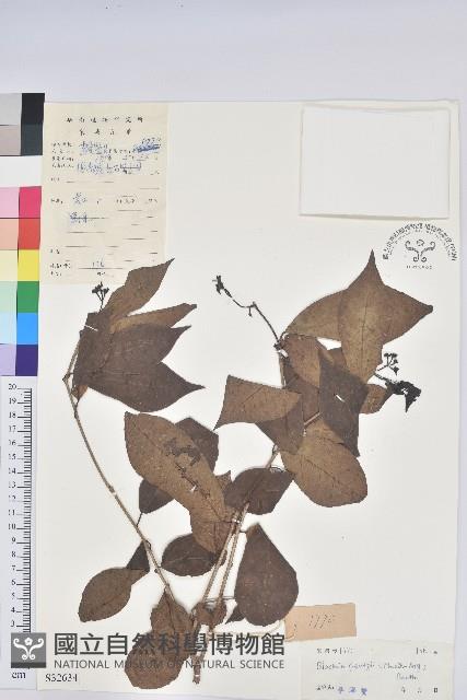 留萼木藏品圖，第1張