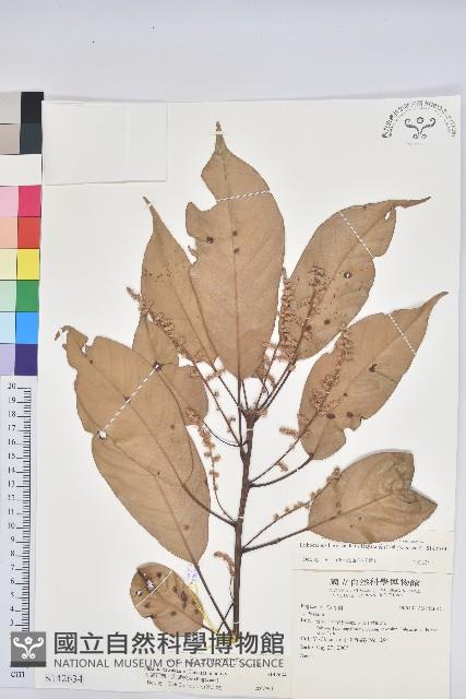 嶺南柯藏品圖，第1張