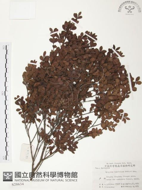 小葉赤楠藏品圖，第1張