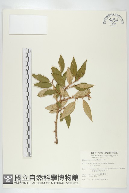 玉山胡頹子藏品圖，第1張