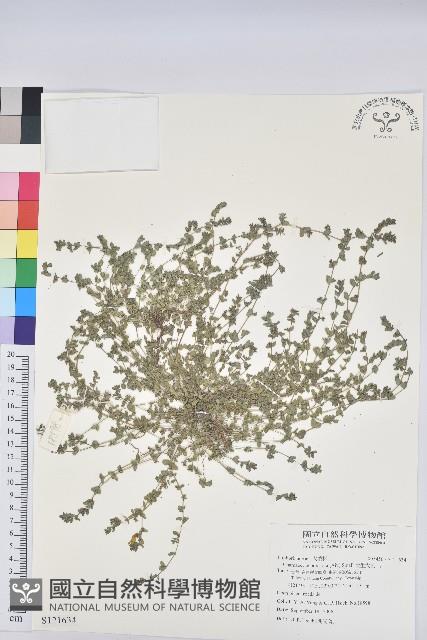 伏生大戟藏品圖，第1張