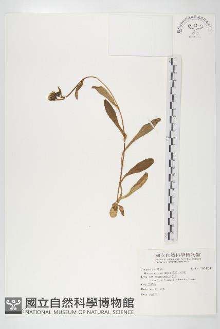 森氏山柳菊藏品圖，第1張