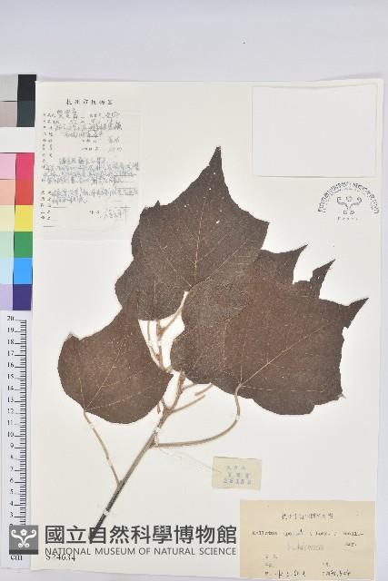 白背葉藏品圖，第1張