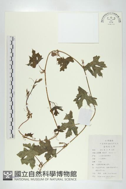 括樓藏品圖，第1張