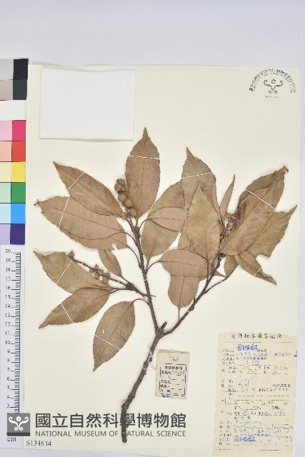 苦櫧栲藏品圖，第1張