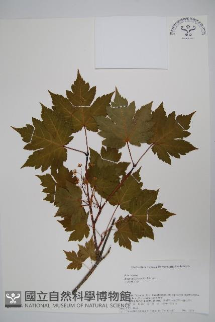 登錄號:S074634藏品圖，第1張