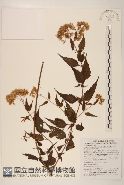 田代氏澤蘭藏品圖，第1張