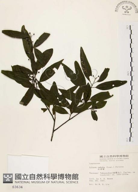 山胡椒藏品圖，第1張