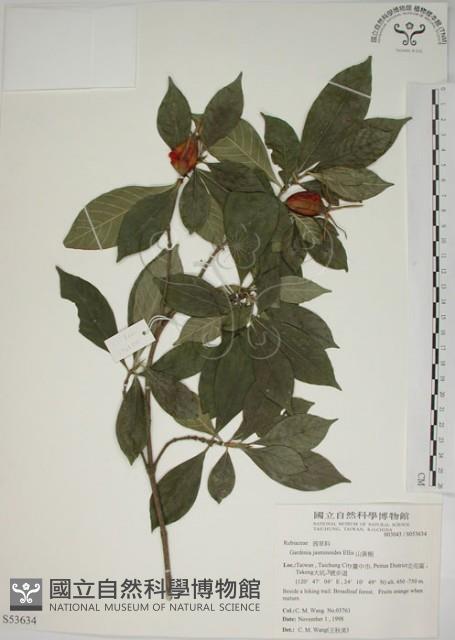 Capejasmine Collection Image