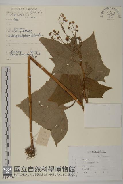 腎葉免兒傘藏品圖，第1張