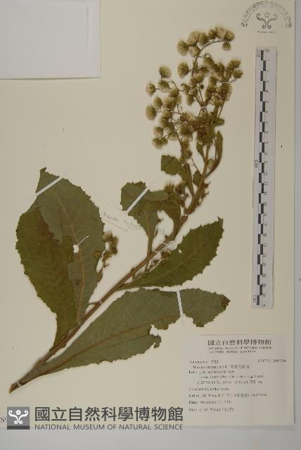 軟雀花藏品圖，第1張