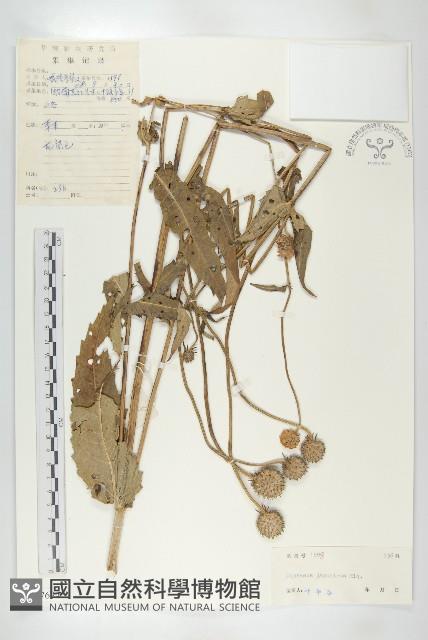 續斷藏品圖，第1張