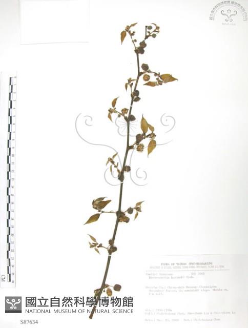 小構樹藏品圖，第1張