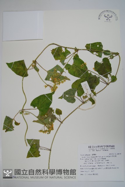 薄葉牛皮消藏品圖，第1張