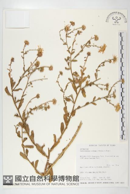 台北狗娃花藏品圖，第1張