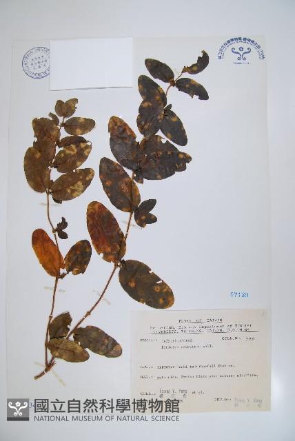 阿里山忍冬、漸尖葉忍冬藏品圖，第1張