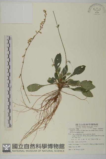 臺灣鬼督郵藏品圖，第1張