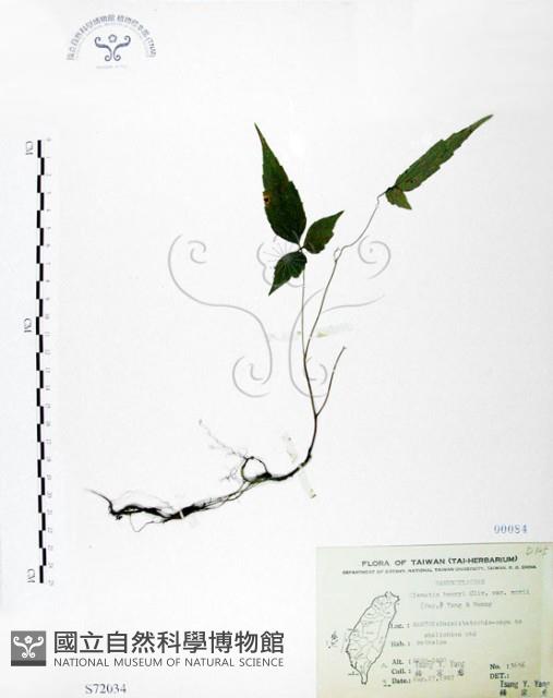 森氏鐵線蓮藏品圖，第1張