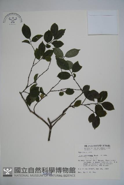 密毛假黃楊藏品圖，第1張