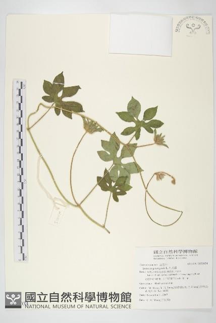 九爪藤藏品圖，第1張