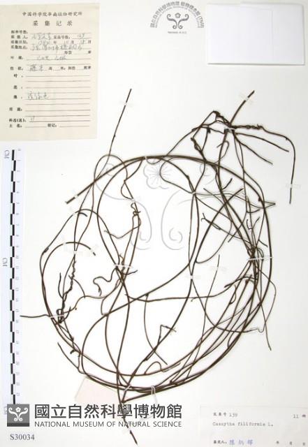 無根草藏品圖，第1張