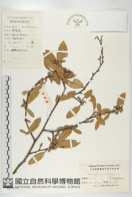 胡頹子藏品圖，第1張