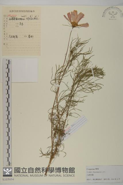 大波斯菊藏品圖，第1張