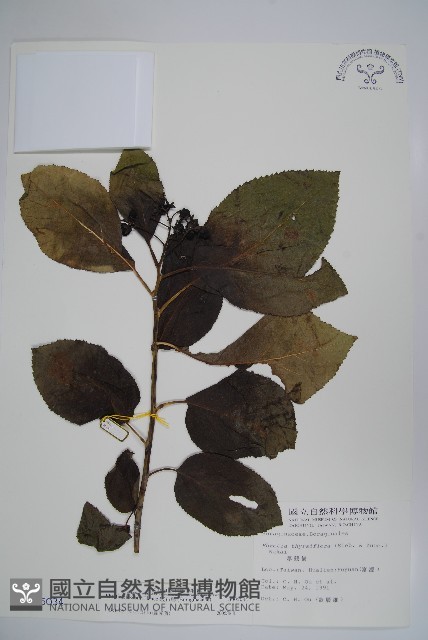 破布烏藏品圖，第1張