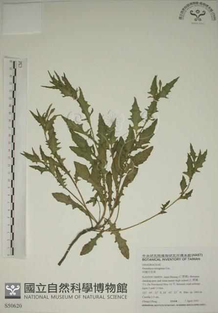 四翅月見草藏品圖，第1張