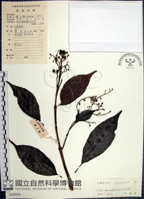 山埔姜藏品圖，第1張