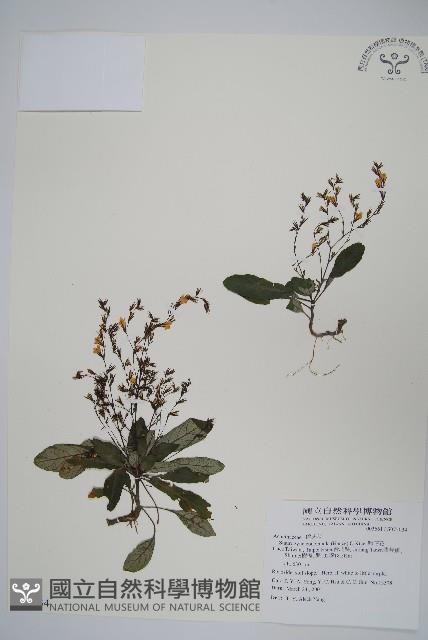 哈哼花藏品圖，第1張