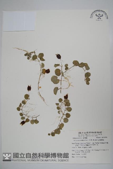 普刺特草藏品圖，第1張