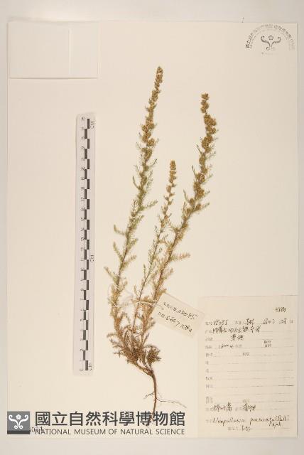 登錄號:S144034藏品圖，第1張