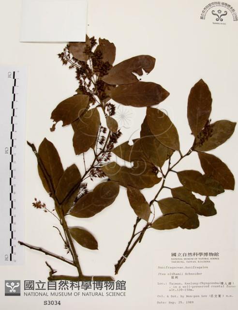 鼠刺藏品圖，第1張